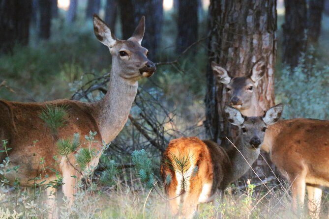 Donana National Park and El Rocío: Private Tour from Seville - Key highlights to look for