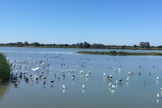 Donana National Park: Guided Day Tour from Seville - Matalascanas: beach time that refreshes the whole day