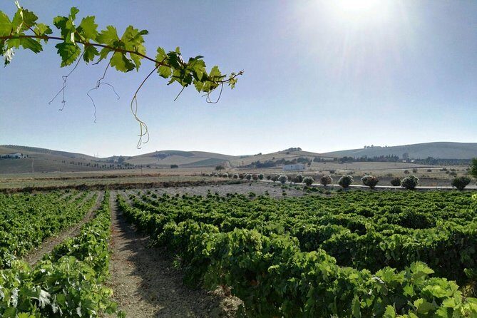 From Seville: Wine Tourism Half Day Tour - How the 4-Hour Seville Wine Ride Actually Plays Out