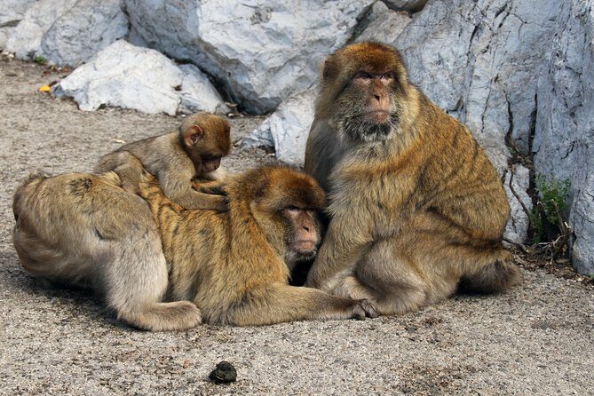 Gibraltar Day Trip from Seville + Rock Tour - Guides, Group Size, and the Gibraltar Handoff Moment