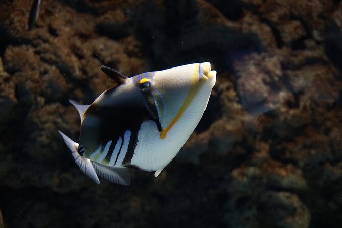 Seville Aquarium Admission Ticket - Getting Value as a Solo Visit or a Family Plan