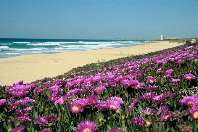 Spain's Best Beaches Day Trip from Seville - Cadiz: a quick coastal hit with big “we’re here” energy